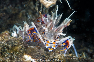 Tiger shrimp by Jose Maria Abad Ortega 